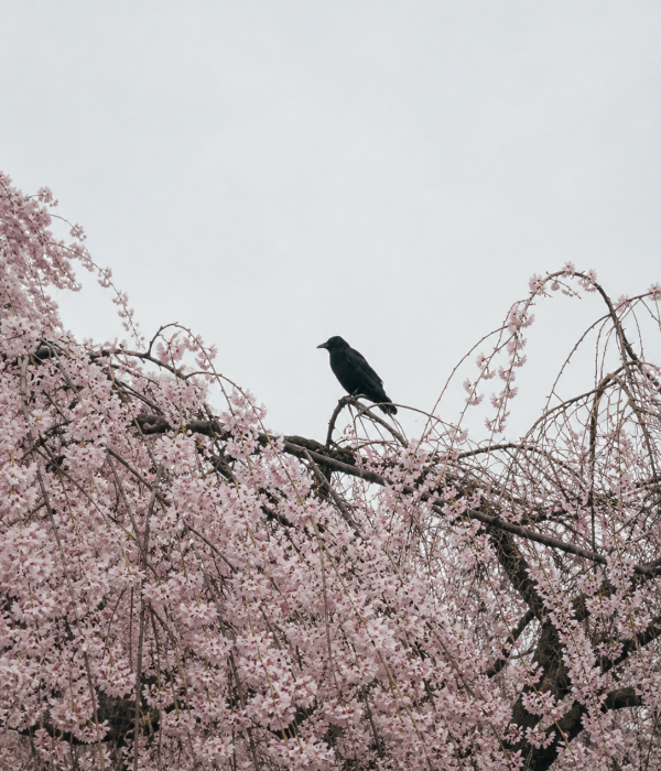 Raven Cherry Blossoms